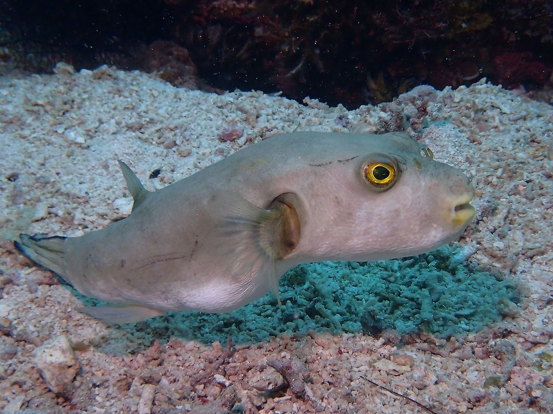 Immaculate Puffer - Arothron immaculatus They are also know as Yellow-Eyed Puffer.<br />
This one was resting on the sea bottom as though it is doing a push-up with its tail :D Anilao,Arothron immaculatus,Batangas,Fish,Immaculate puffer,Philippines,Pufferfish,Yellow-Eyed Puffer