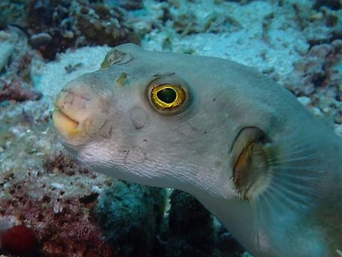 Golden Eye  Anilao,Arothron immaculatus,Batangas,Fish,Immaculate Puffer,Philippines,Pufferfish,Yellow-Eyed Pufferfish