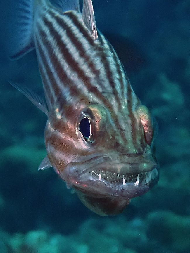 Wink ;) check out the eggs in my Mouth! Cardinalfishes are mouth brooders and this one was seen having a mouthful of eggs! Anilao,Batangas,Cardinalfish,Cheilodipterus macrodon,Large-toothed cardinalfish,Philippines,Tiger Cardinalfish