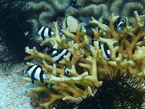 Humbug - Dascyllus aruanus  Anilao,Batangas,Dascyllus aruanus,Fish,Humbug,Philippines,Whitetail dascyllus