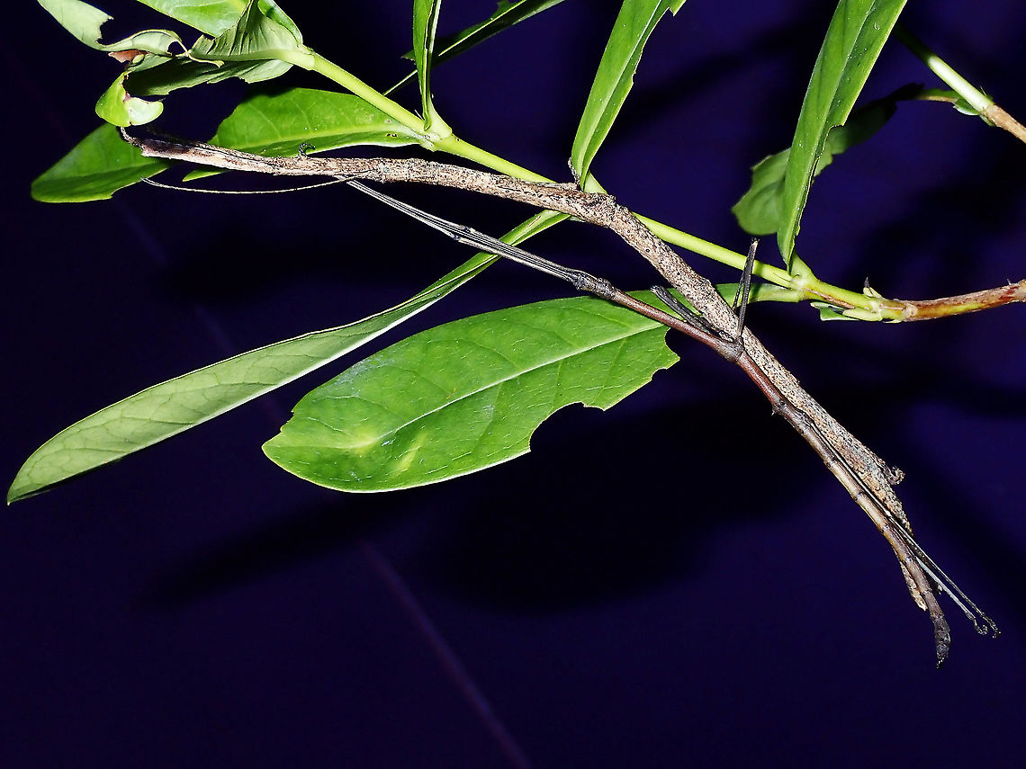 Phasmid/Stick Insect - Hermagoras cultratolobatus A pair of Phasmid/Stick Insect of the species Hermagoras cultratolobatus. Hermagoras cultratolobatus,Malaysia,Phasmatodea,Phasmid,Sabah,Stick Insect