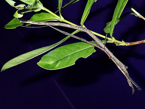 Phasmid/Stick Insect - Hermagoras cultratolobatus A pair of Phasmid/Stick Insect of the species Hermagoras cultratolobatus. Hermagoras cultratolobatus,Malaysia,Phasmatodea,Phasmid,Sabah,Stick Insect