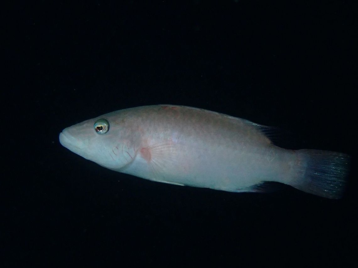 Linecheeked Wrasse - Oxycheilinus digramma  Anilao,Batangas,Cheek-lined wrasse,Fish,Oxycheilinus digramma,Philippines,Wrasse