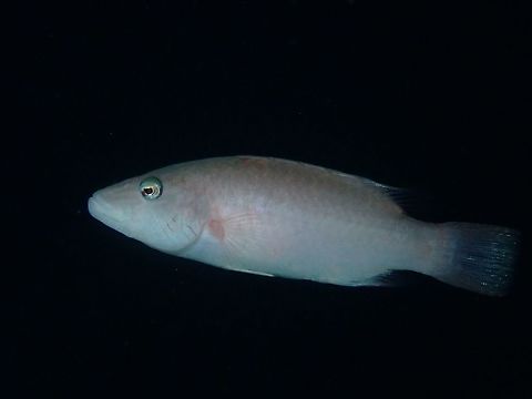 Linecheeked Wrasse - Oxycheilinus digramma  Anilao,Batangas,Cheek-lined wrasse,Fish,Oxycheilinus digramma,Philippines,Wrasse