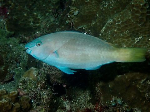 East-Indies Parrotfish
