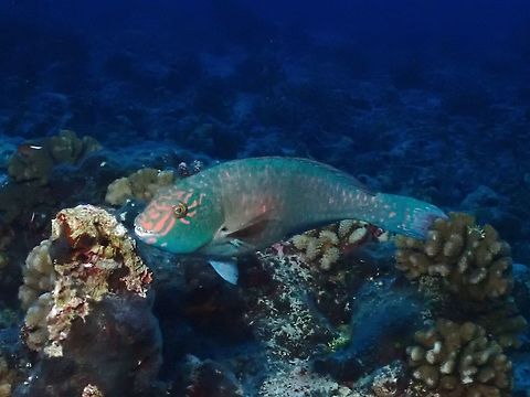Stareye Parrotfish - Calotomus carolinus Blue-green with orange-pink bands radiating from eye. Calotomus carolinus,Fish,French Polynesia,Parrotfish,Stareye Parrotfish,Tahiti
