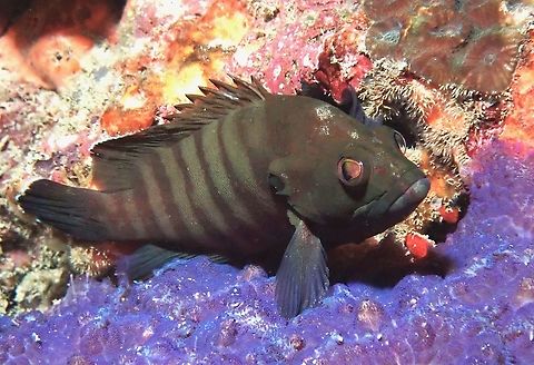 Brownbarred grouper