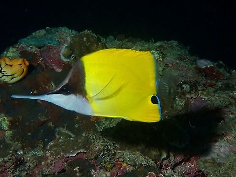 Longnose Butterflyfish - Forcipiger longirostris Anilao,Batangas,Butterflyfish,Fish,Forcipiger longirostris,Longnose Butterflyfish,Philippines