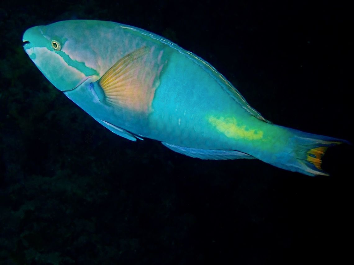 Yellowfin Parrotfish - Scarus flavipectoralis Blue to green, bicolored with light head and forebody and dark behind, green band from snout to rear green cover, yellowish patch on tail base. Anilao,Batangas,Fish,Parrotfish,Philippines,Scarus flavipectoralis,Yellowfin Parrotfish