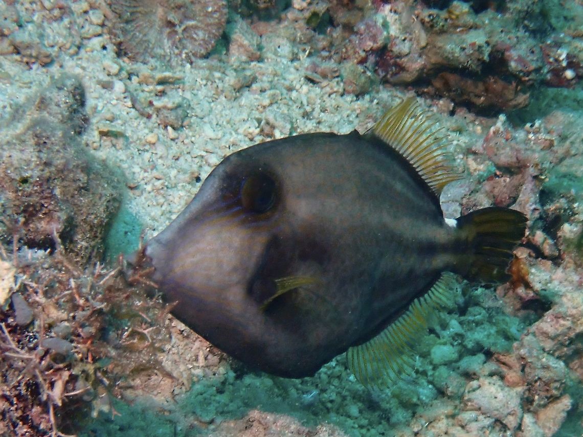 Spectacled Filefish - Cantherhines fronticinctus  Anilao,Batangas,Cantherhines fronticinctus,Filefish,Fish,Philippines,Spectacled Filefish