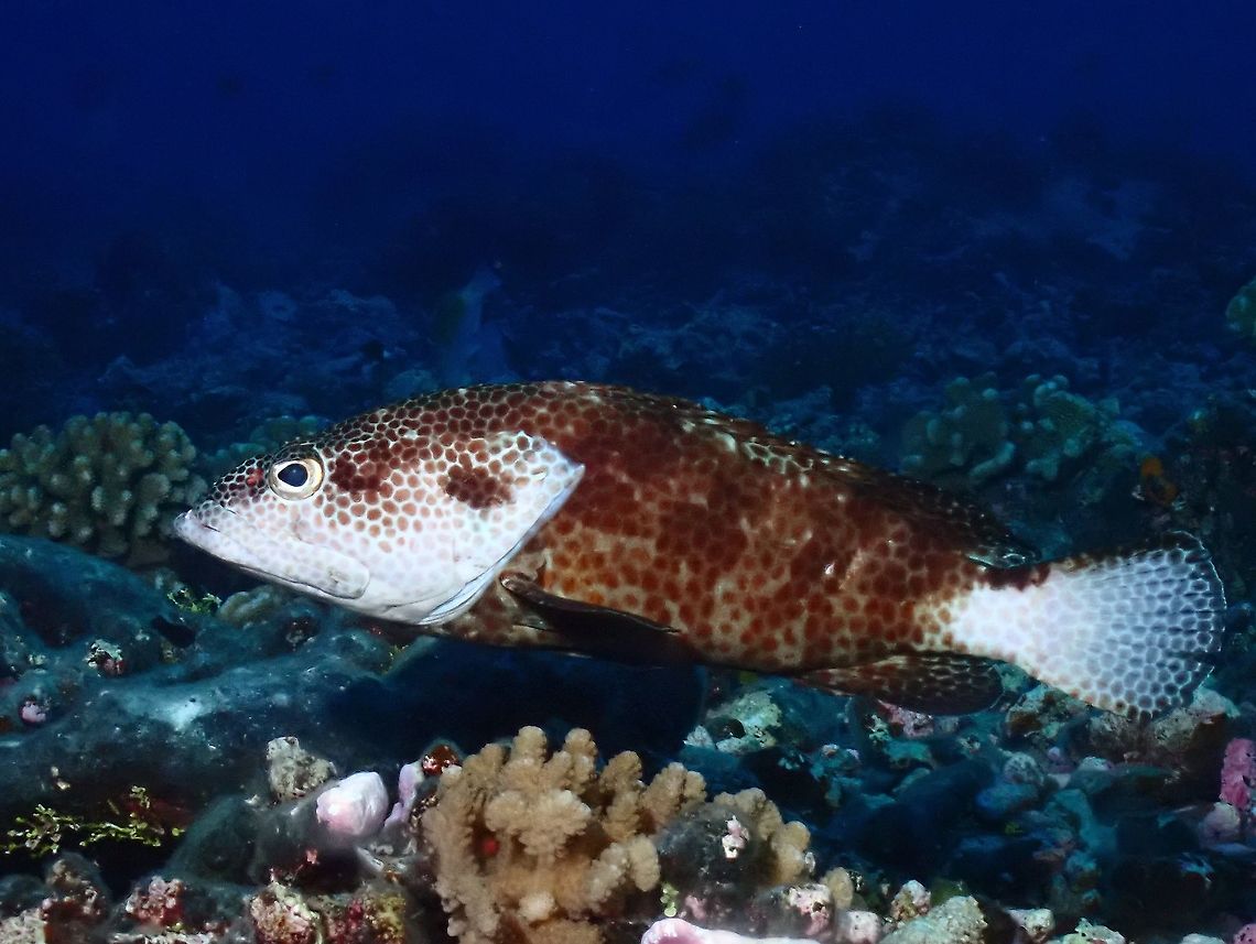 Grouper - Epinephelus sp Only able to narrow this Grouper down to Genus level, not able to find a match to this colouration and form. Epinephelus,Epinephelus sp,French Polynesia,Grouper,Tahiti