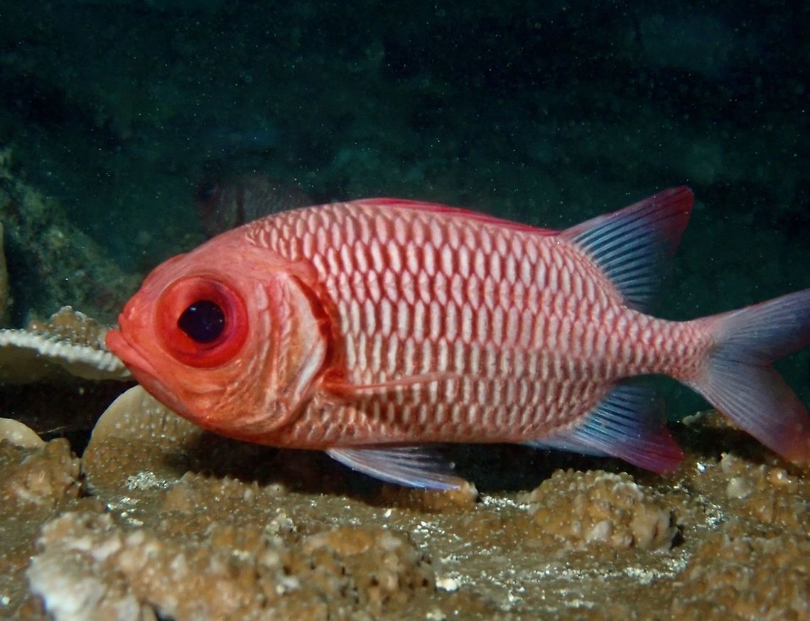 Double-Tooth Soldierfish - Myripristis hexagona  Anilao,Batangas,Double-Tooth Soldierfish,Fish,Myripristis hexagona,Philippines,Soldierfish
