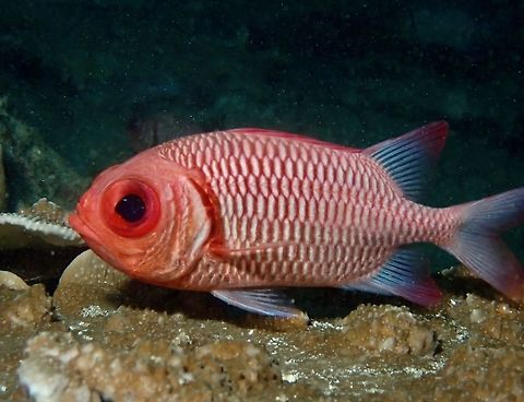 Double-Tooth Soldierfish