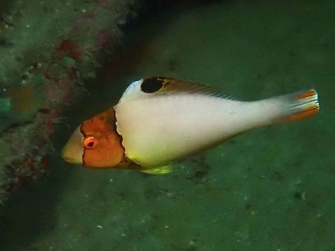 Spotted Parrotfish - Juvenile phase  Anilao,Batangas,Cetoscarus ocellatus,Fish,Parrotfish,Philippines,Spotted Parrotfish