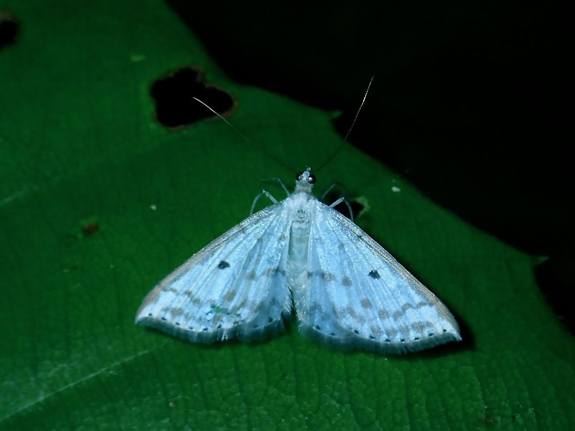 Geometrid Moth - Derambila sp  Borneo,Brunei,Derambila,Derambila sp,Geometrid Moth,Moth