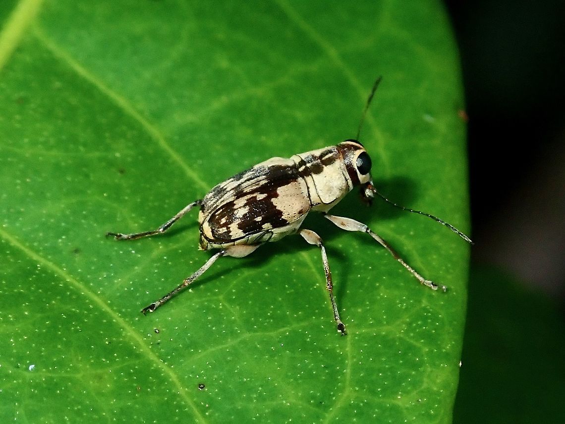 Fungus Weevil - Litocerus sp  Borneo,Brunei,Fungus Weevil,Litocerus,Litocerus sp,Weevil