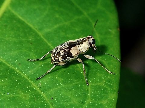 Fungus Weevil - Litocerus sp  Borneo,Brunei,Fungus Weevil,Litocerus,Litocerus sp,Weevil