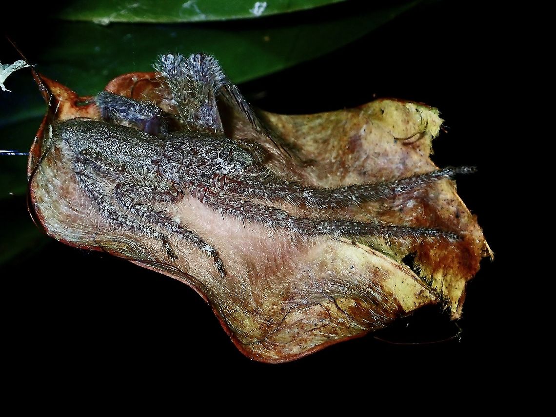 Lichen Huntsman Spider - Pandercetes sp  Borneo,Brunei,Huntsman Spider,Lichen Huntsman Spider,Pandercetes,Pandercetes sp,Spider