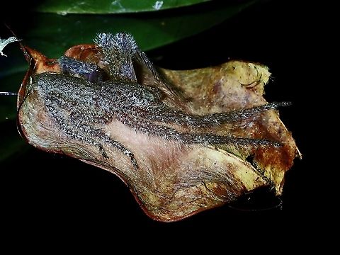 Lichen Huntsman Spider - Pandercetes sp  Borneo,Brunei,Huntsman Spider,Lichen Huntsman Spider,Pandercetes,Pandercetes sp,Spider