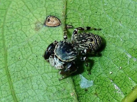 Jumping Spider - Rhene sp  Borneo,Brunei,Jumping Spider,Rhene,Rhene sp,Spider