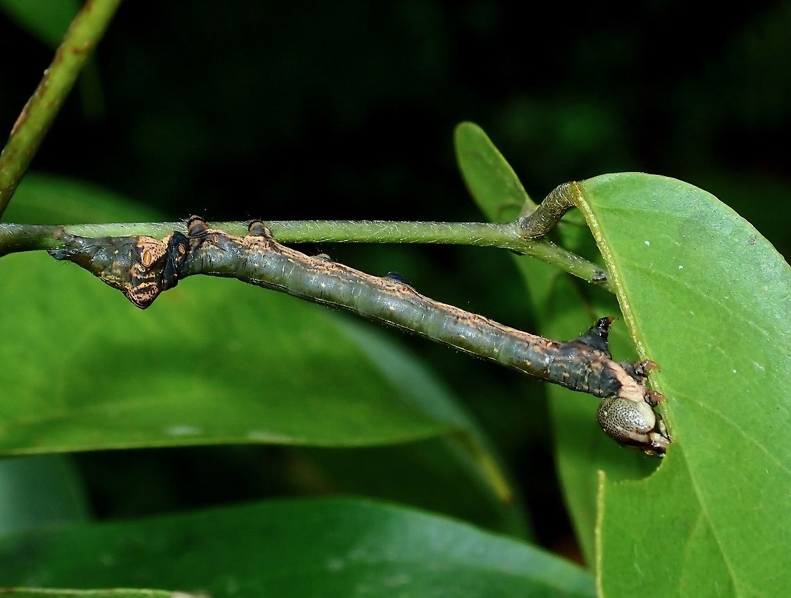 Caterpillar - Hyposidra sp  Borneo,Brunei,Caterpillar,Hyposidra,Hyposidra sp,Moth