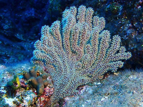 Soft Corals - Muricea sp  Corals,Mexico,Muricea,Muricea sp,Socorro,Soft Corals