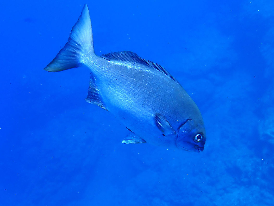 Grey Drummer - Kyphosus bigibbus  Drummer,Fish,Grey Drummer,Kyphosus bigibbus,Mexico,Socorro