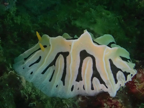 Mushroom Coral Reticulida - Reticulidia fungia  Indonesia,Komodo,Mushroom Coral Reticulida,Nudibranch,Reticulidia fungia
