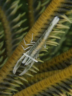 Ambon Crinoid Shrimp - Laomenes amboinensis  Ambon Crinoid Shrimp,Crinoid Shrimp,Indonesia,Komodo,Laomenes amboinensis,Shrimp