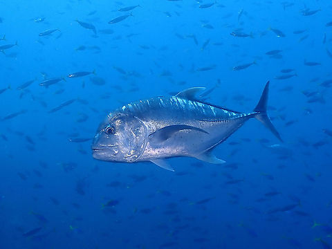Giant trevally