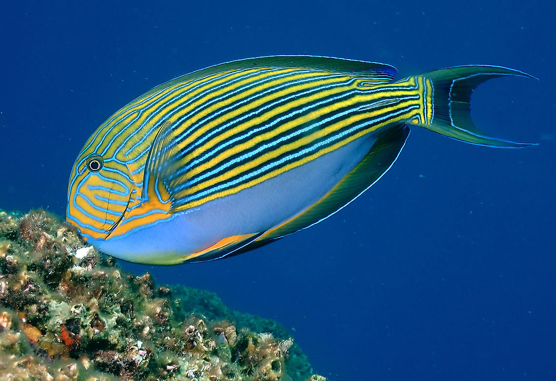 Striped Surgeonfish - Acanthurus lineatus  Acanthurus lineatus,Fish,Indonesia,Komodo,Lined Surgeonfish,Striped Surgeonfish,Surgeonfish
