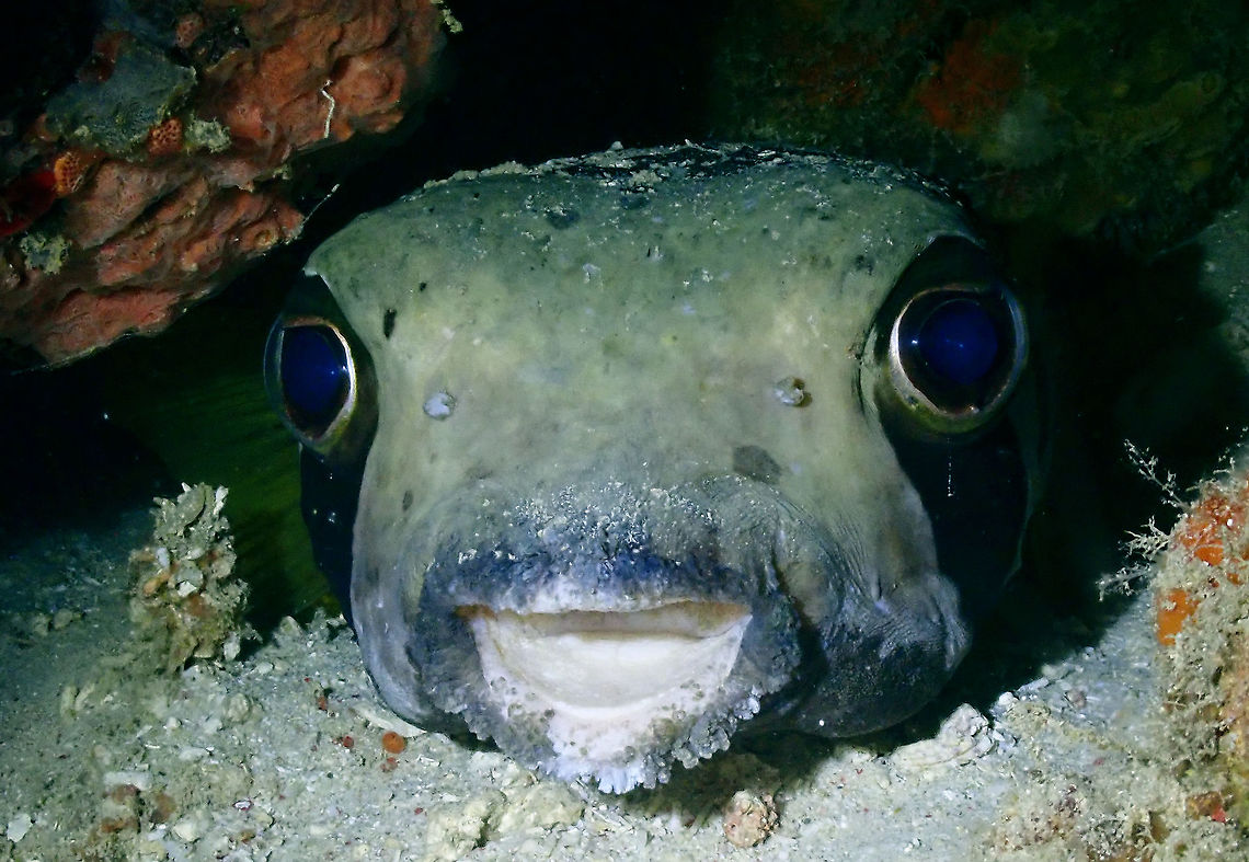 Big Eyes! Brown with numerous short to long moveable spines; large dark brown to black blotches with white margins on back and around and below eye. Black-blotched Porcupinefish,Diodon liturosus,Fish,Indonesia,Komodo,Porcupinefish