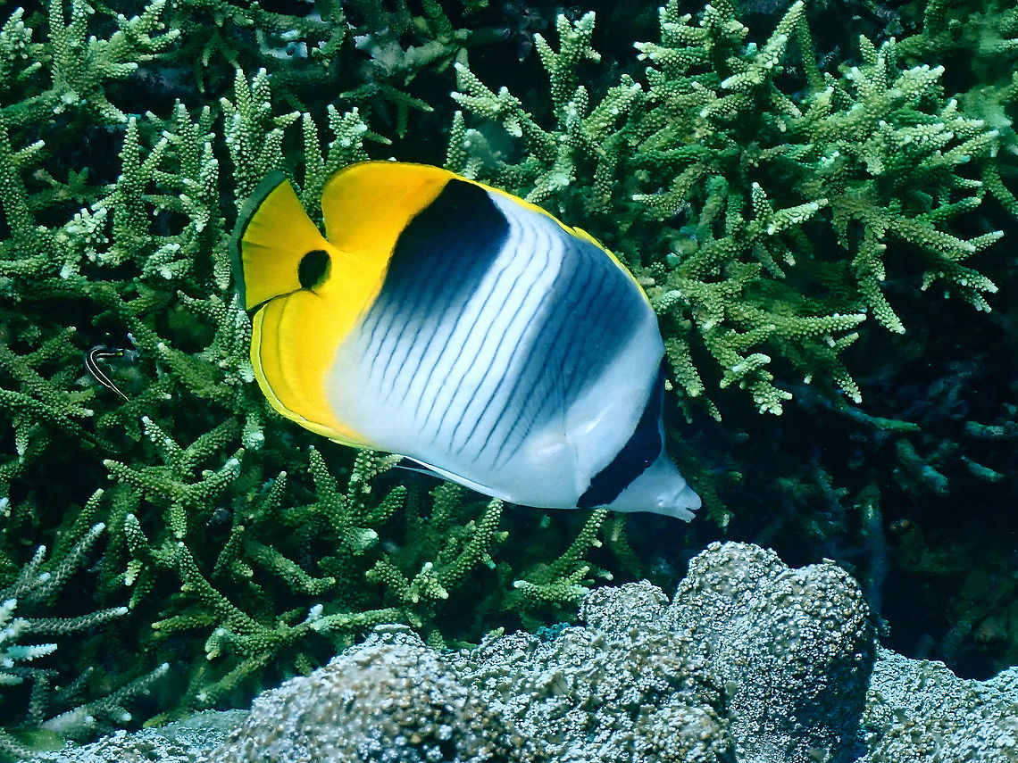 Pacific Double-Saddle Butterflyfish - Chaetodon ulietensis  Butterflyfish,Chaetodon ulietensis,Fish,Indonesia,Komodo,Pacific Double-Saddle Butterflyfish