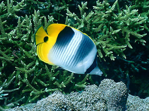 Pacific Double-Saddle Butterflyfish - Chaetodon ulietensis  Butterflyfish,Chaetodon ulietensis,Fish,Indonesia,Komodo,Pacific Double-Saddle Butterflyfish