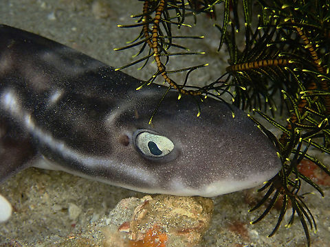 Marbled/Coral Cat Shark - Atelomycterus marmoratus Was quite surprised to see many of this Marbled/Coral Cat Sharks during night dives out in the open.  They are only active at night and come out to feeds.

Have seen them in Philippines, but always have to look for them during day time, hiding under coral blocks/rocks and in caves. Atelomycterus marmoratus,Cat Shark,Coral Cat Shark,Fish,Indonesia,Komodo,Marbled Cat Shark,Shark