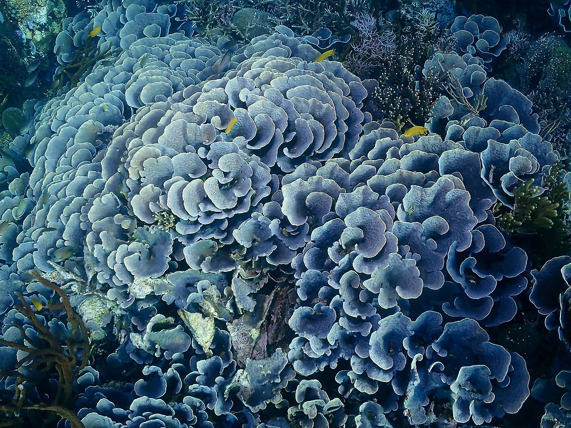 Beautiful Corals Beautiful forms/formation of stony corals. Corals,Echinopora lamellosa,Indonesia,Komodo,Stony Corals