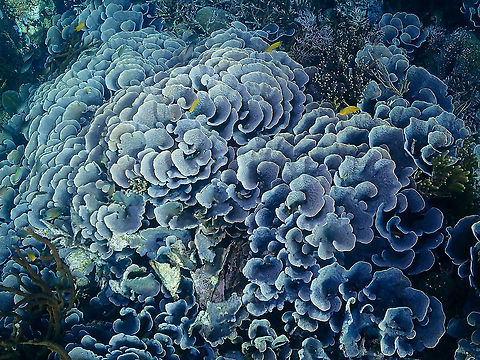 Echinopora lamellosa