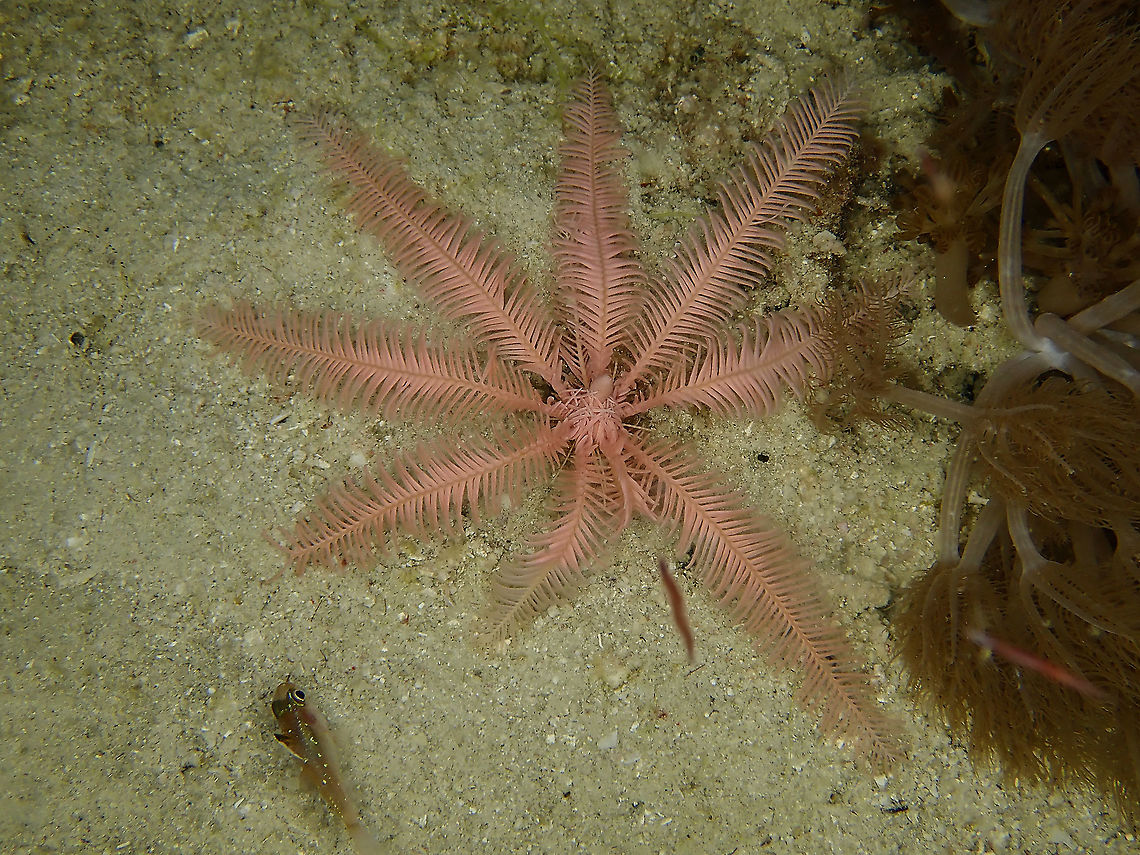 Passion Flower Feather Star - Ptilometra australis This was a surprised find, still not definitely sure of the ID but in term of colours and general look, it matches Ptilometra australis which is only reported from Australia. Crinoid,Feather Star,Indonesia,Komodo,Passion Flower Feather Star,Ptilometra australis