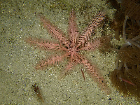 Passion Flower Feather Star - Ptilometra australis This was a surprised find, still not definitely sure of the ID but in term of colours and general look, it matches Ptilometra australis which is only reported from Australia. Crinoid,Feather Star,Indonesia,Komodo,Passion Flower Feather Star,Ptilometra australis