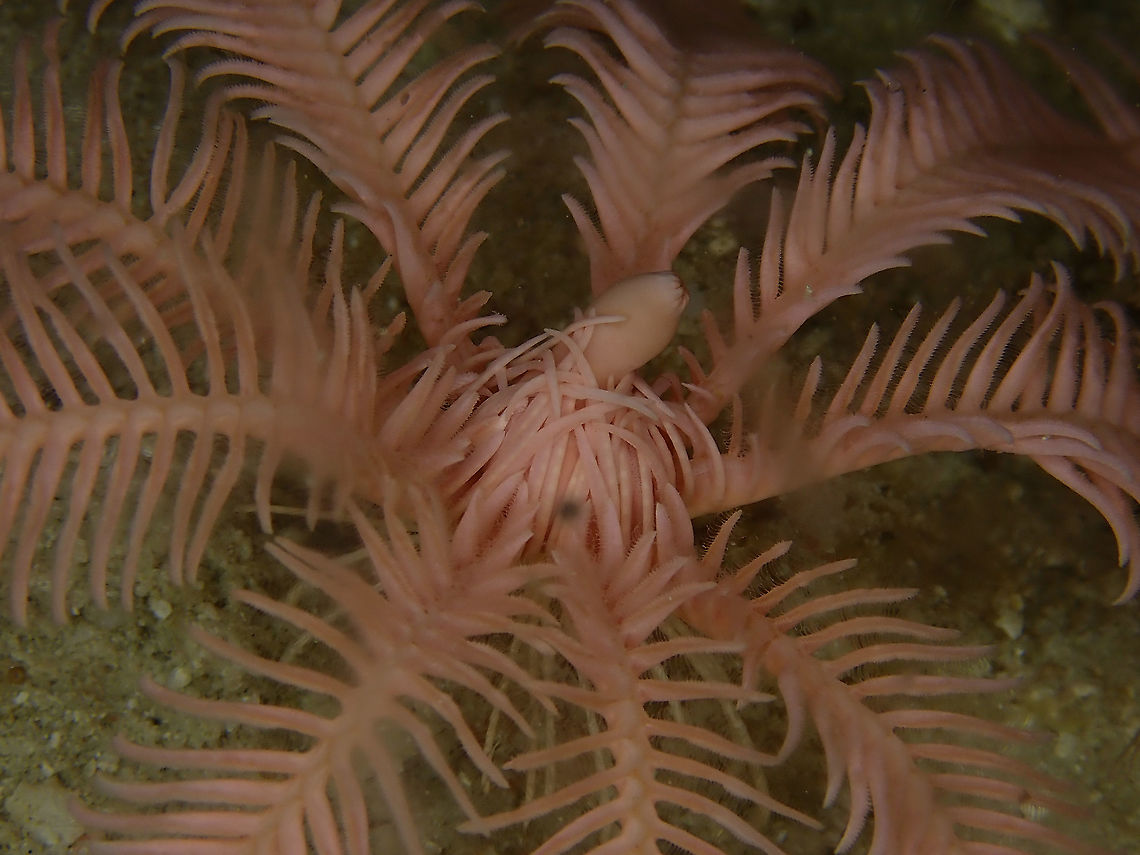 Pretty in Pink!  Crinoid,Indonesia,Komodo,Passion Flower Feather Star,Ptilometra australis
