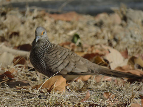 Barred Dove - Geopelia maugeus                                 Barred Dove,Bird,Dove,Geopelia maugeus,Indonesia,Komodo,Rica