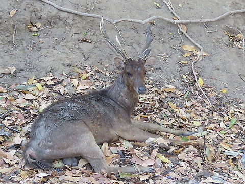 Javan Rusa - Rusa timorensis The common name Javan Rusa, Rusa in local/Malay language means Deer. Deer,Indonesia,Javan Rusa,Komodo,Rinca,Rusa timorensis