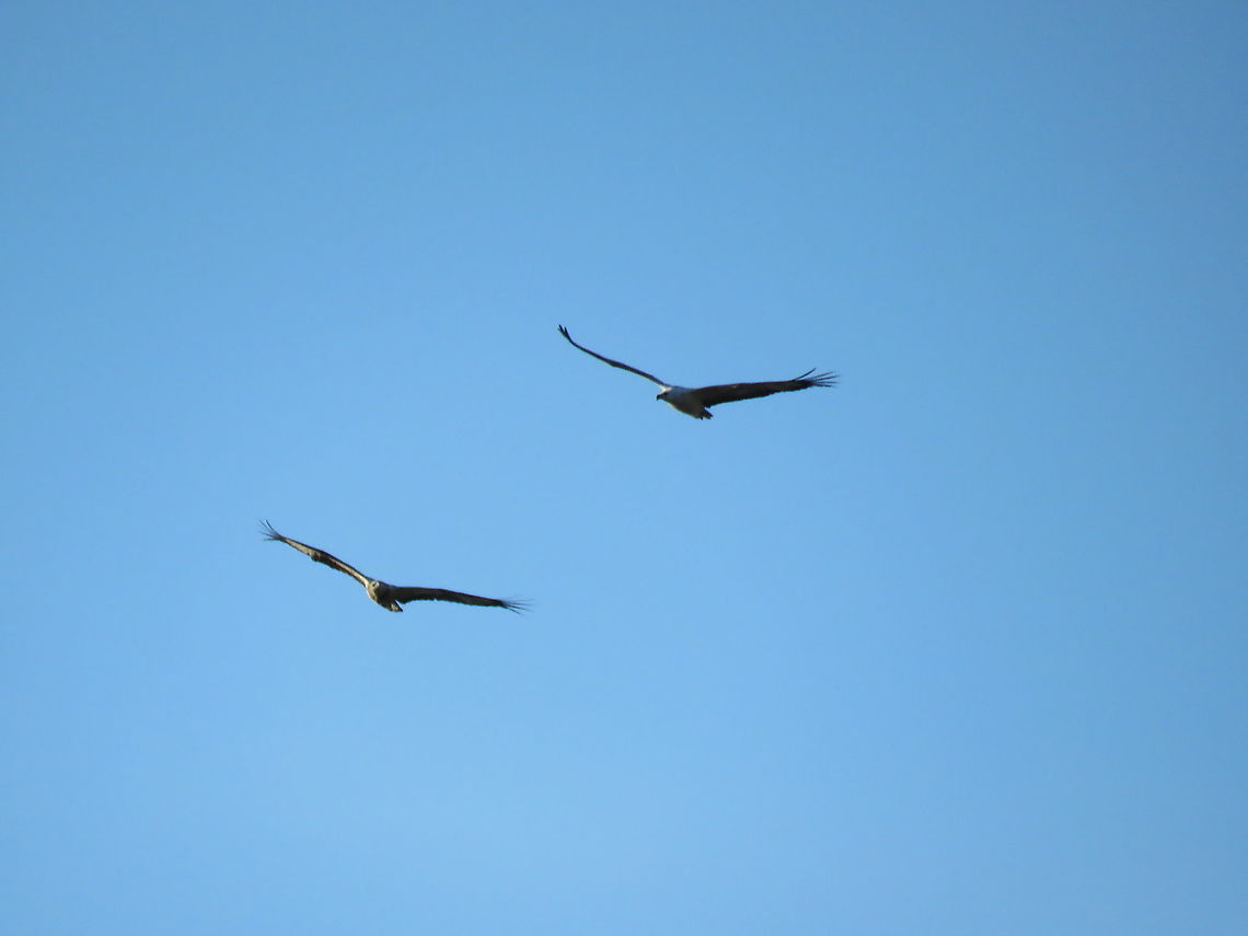 White Bellied Sea Eagle - Haliaeetus leucogaster  Bird,Eagle,Haliaeetus leucogaster,Indonesia,Komodo,Rinca,Sea Eagle,White-Bellied Sea Eagle