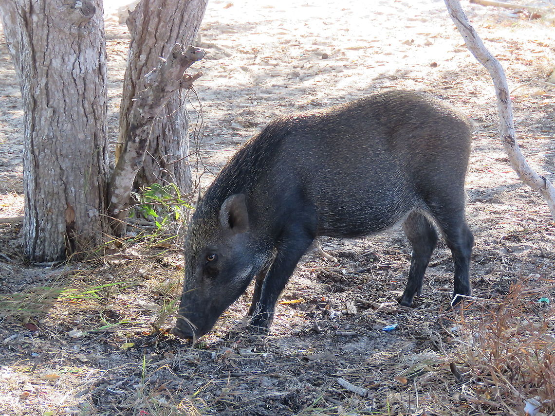 Wild Boar - Sus scrofa  Boar,Indonesia,Komodo,Sus scrofa,Wild Boar