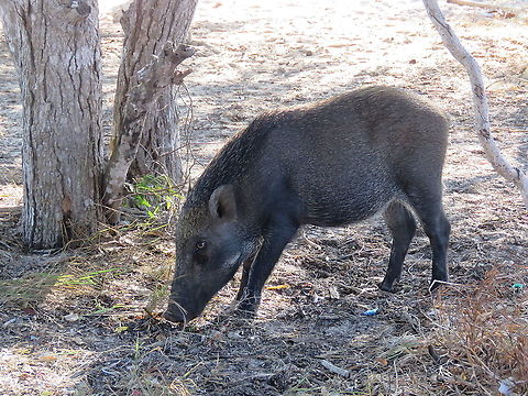 Wild Boar - Sus scrofa  Boar,Indonesia,Komodo,Sus scrofa,Wild Boar