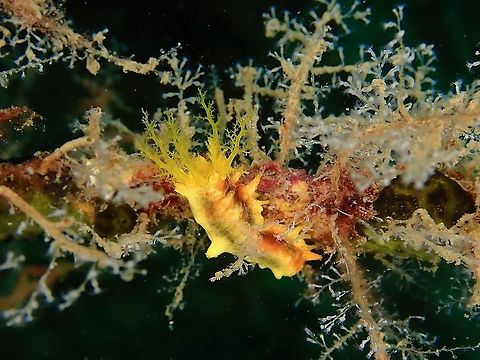 Yellow Sea Cucumber - Colochirus robustus Colochirus robustus,Indonesia,Komodo,Robust Sea Cucumber,Sea Cucumber,Yellow Sea Cucumber
