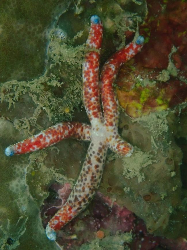 Spotted Linckia - Linckia multifora  Indonesia,Komodo,Linckia multifora,Sea Star,Spotted Linckia