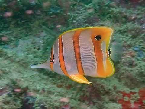 Copperband Butterflyfish - Chelmon rostratus  Butterflyfish,Chelmon rostratus,Copperband Butterflyfish,Fish,Indonesia,Komodo