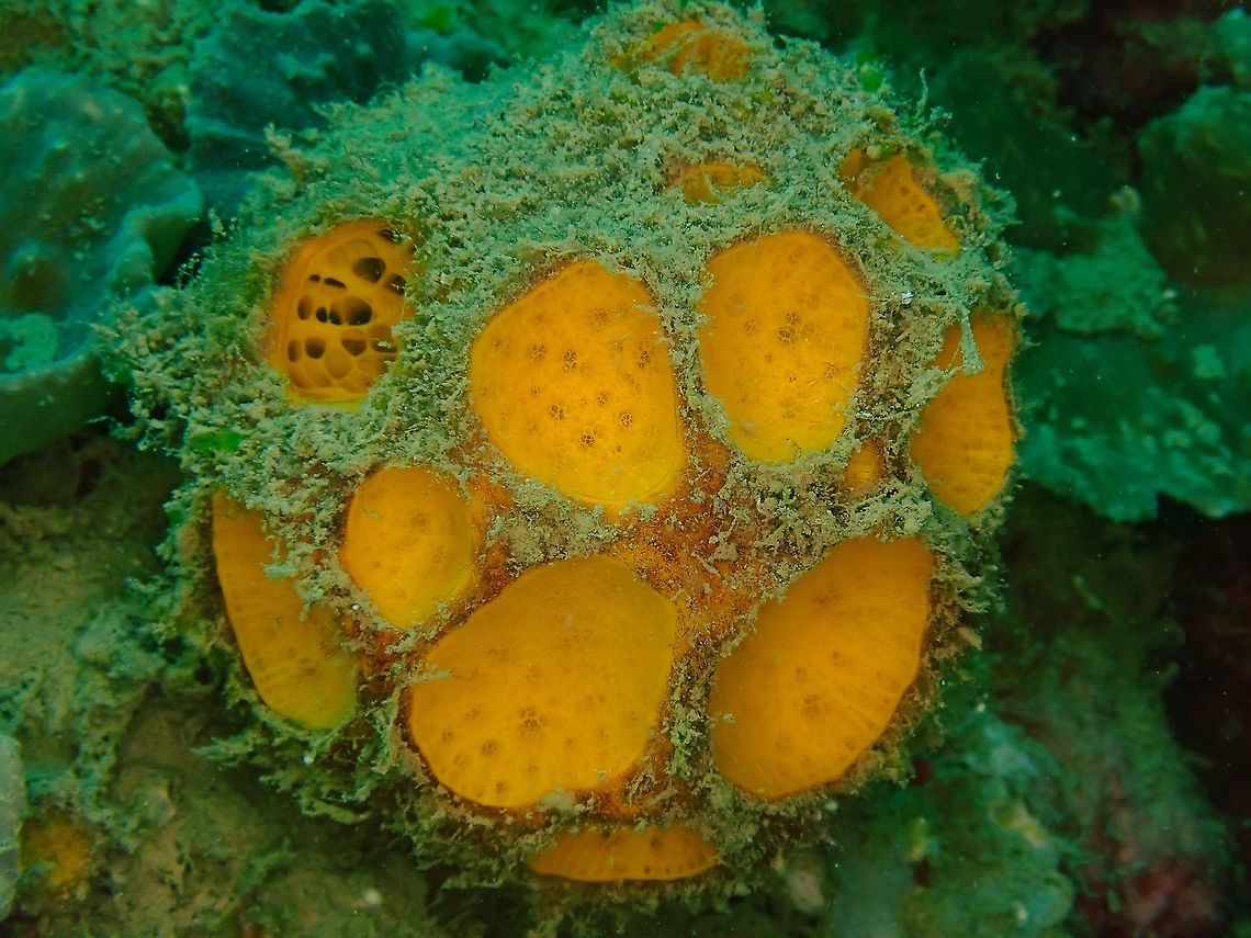 Orange Golf Ball  Cinachyra,Cinachyra sp,Indonesia,Komodo,Sea Sponge