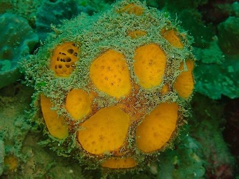 Orange Golf Ball  Cinachyra,Cinachyra sp,Indonesia,Komodo,Sea Sponge
